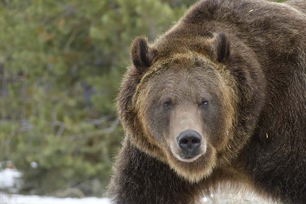 /wind Water And Birds Randy Hall Grizzly Dominance